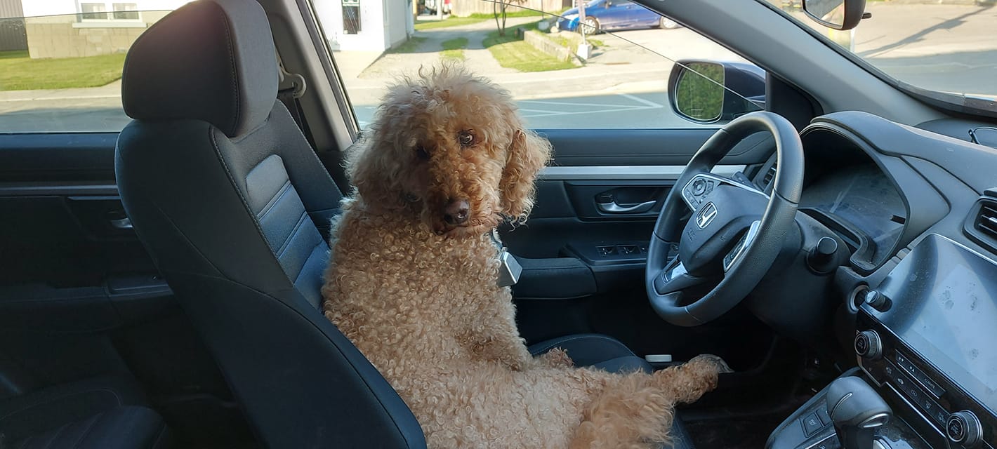 A golden labradoodle sits in the driver's seat of a parked car